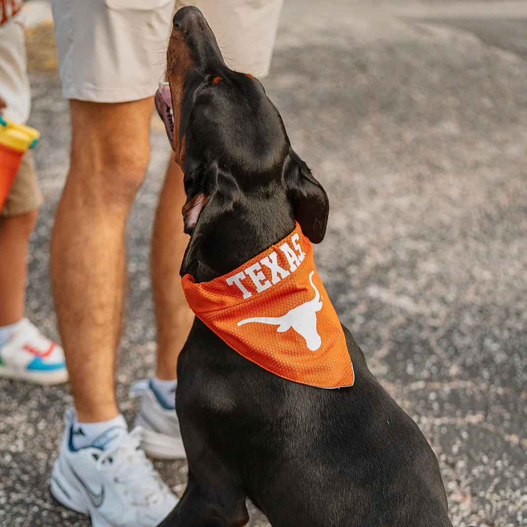 Texas Longhorns Pet Collar Reversible Bandana - Image 2
